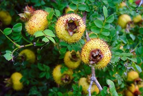 刺梨吃瓜制作教程,夏日清爽刺梨瓜果创意制作教程