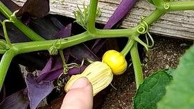 吃瓜的苗,吃瓜群众视角下的苗氏传奇