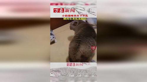 猫咪吃瓜群众表现,揭秘喵星人的八卦世界