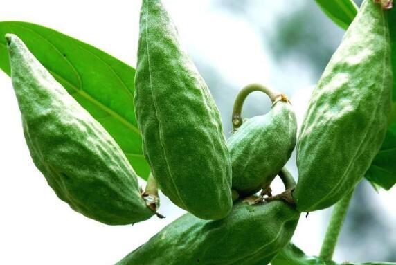 吃牛角瓜嗓子哑,揭秘养生与饮食平衡之道