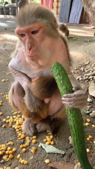 吃瓜像猴的,揭秘网络时代的“猴性”现象