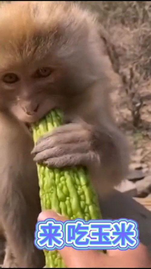 吃瓜君猴子,揭秘网络红人的幕后故事