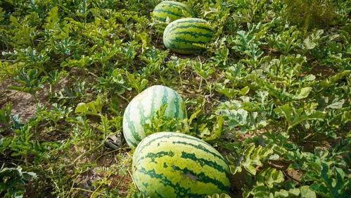 辉县市吃瓜,探寻地方特色美食，共享吃瓜乐趣