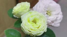 吃瓜的兔子珍珠,揭秘网红美食背后的故事