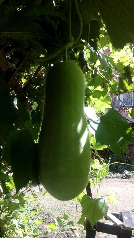 专业吃瓜组,专业吃瓜组带你领略幕后风云