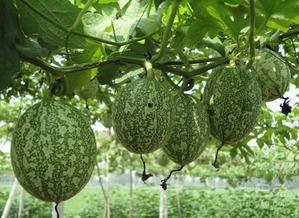 今晚吃瓜图片,揭秘娱乐圈最新热点事件